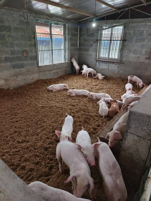 怎样发酵红薯片养猪技术-图1 怎样发酵红薯片养猪技术-图1