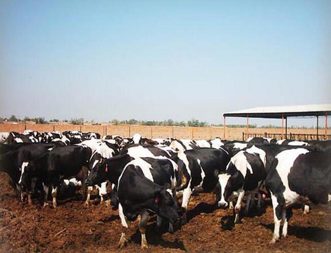 奶牛天生就产奶吗？-图3