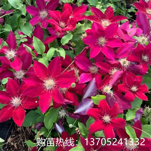 铁线莲大红色品种,哪些最优秀?-图1 铁线莲大红色品种,哪些最优秀?-图1