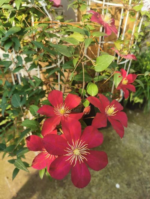 铁线莲大红色品种,哪些最优秀?-图3 铁线莲大红色品种,哪些最优秀?-图3