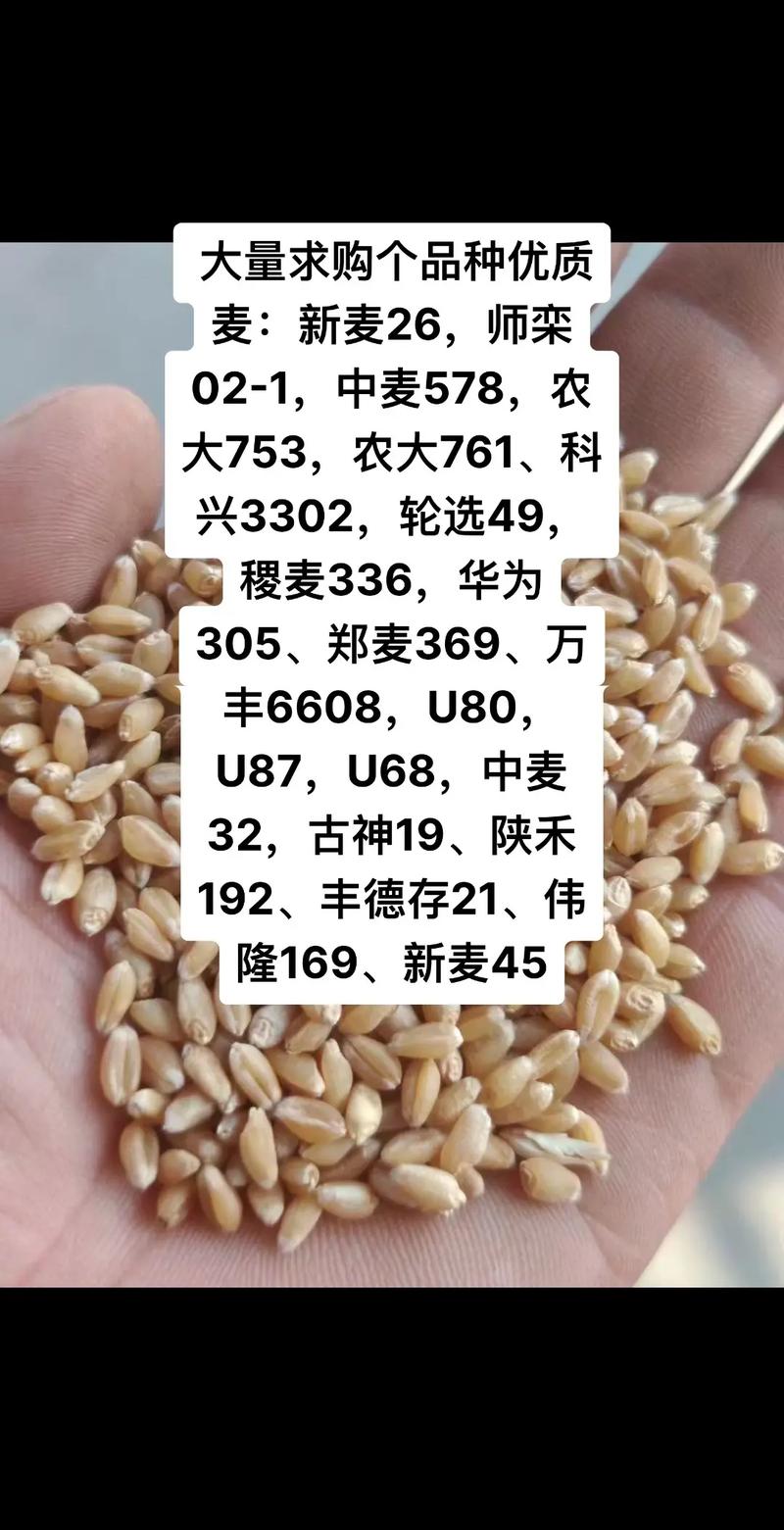 2025年新麦26价格-图2 2025年新麦26价格-图2