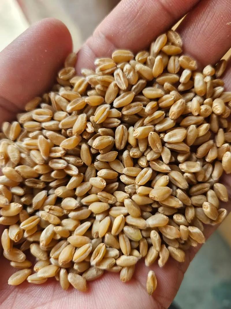 2025年新麦26价格-图1 2025年新麦26价格-图1