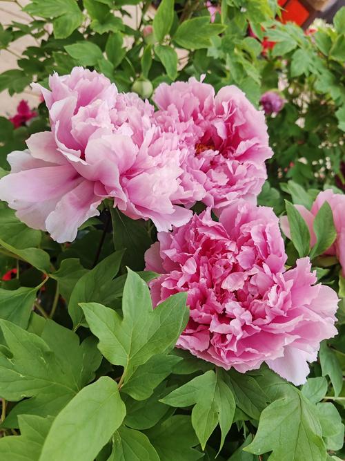 菏泽牡丹春节开花价多少？-图3