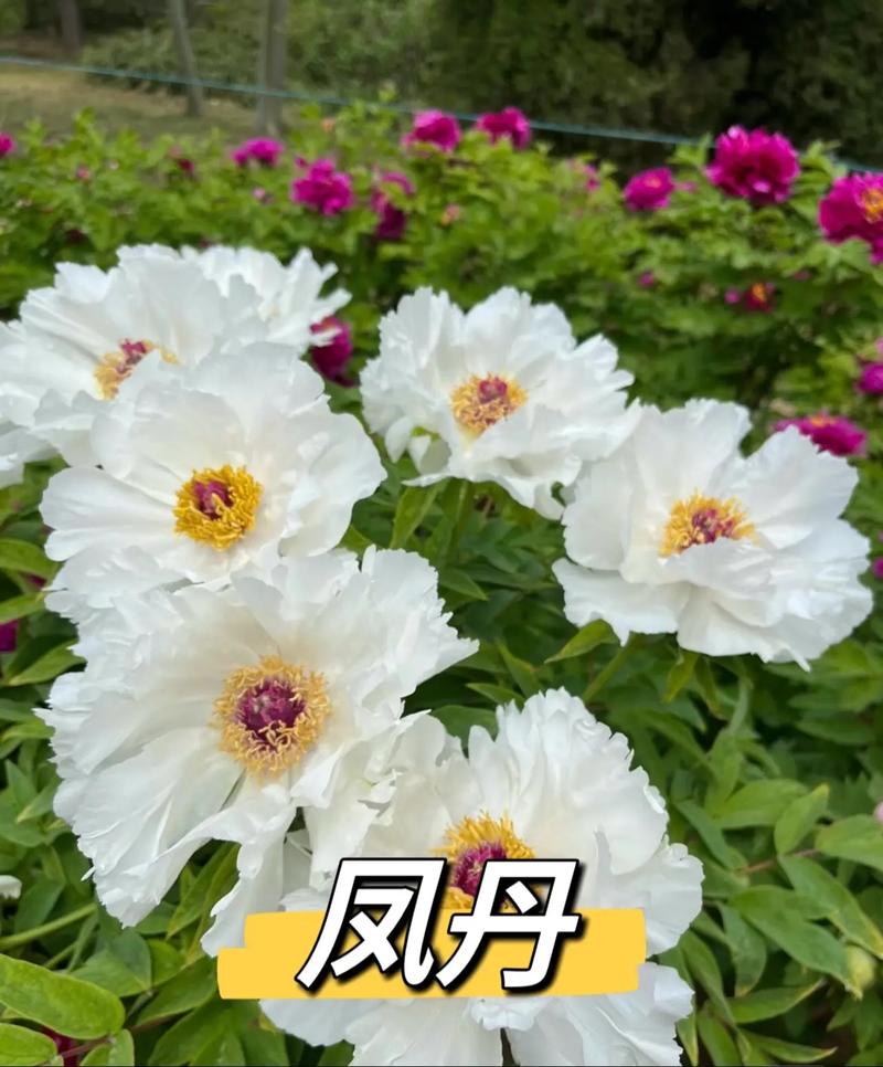 菏泽牡丹春节开花价多少？-图1