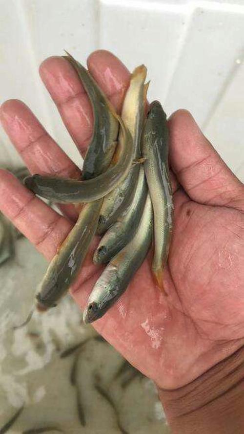 白乌鱼鱼苗养殖技术批发-图1