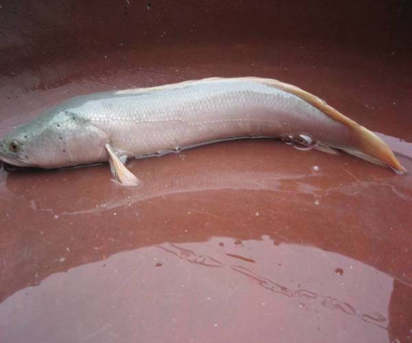 白乌鱼鱼苗养殖技术批发-图3