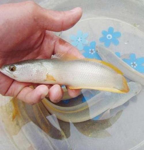 白乌鱼鱼苗养殖技术批发-图2