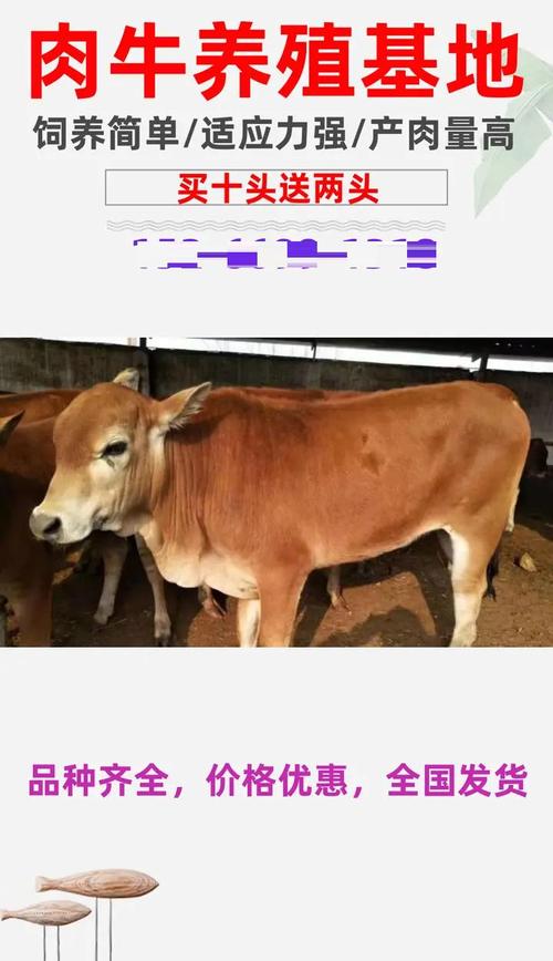 养新品种黄牛母牛怎么养-图3