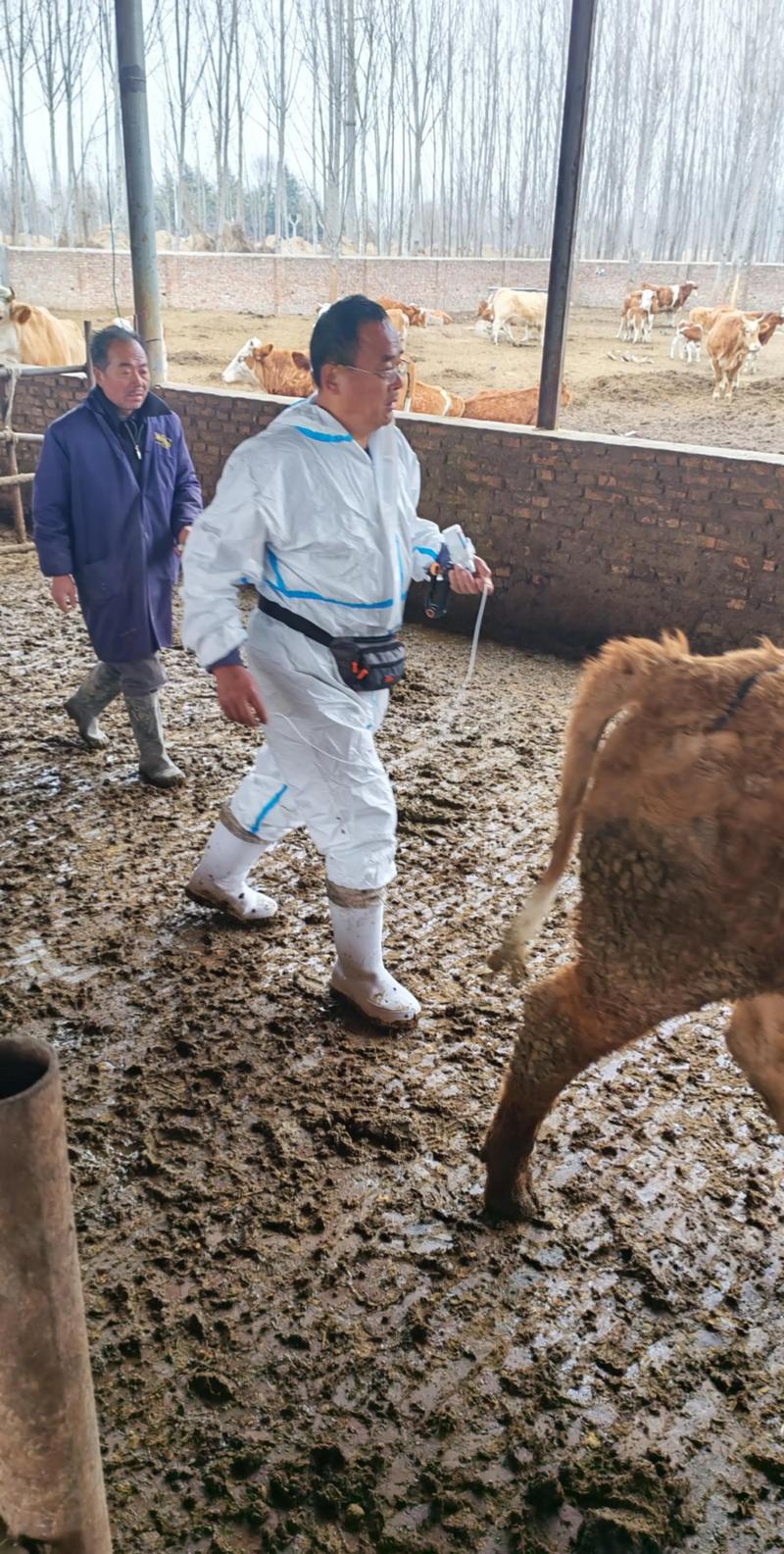 养新品种黄牛母牛怎么养-图1