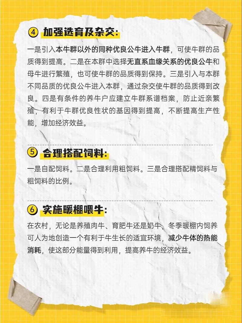 养新品种黄牛母牛怎么养-图2