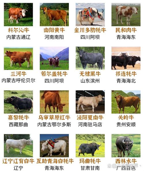 国内和牛是何品种牛？-图1