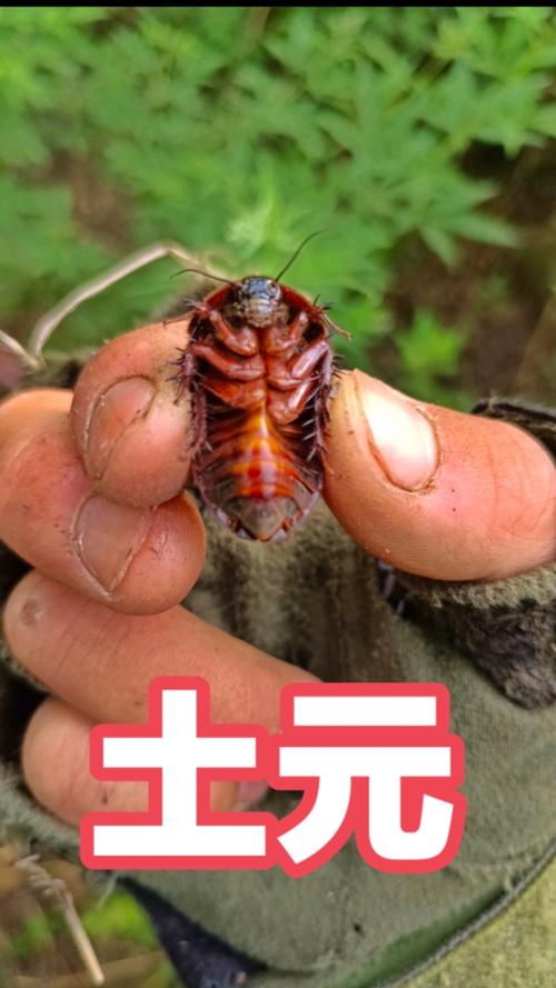 河南的土鳖虫是什么品种-图1