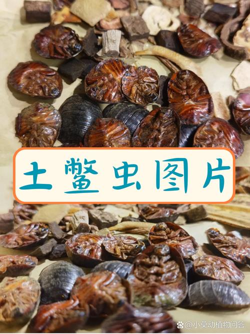 河南的土鳖虫是什么品种-图2