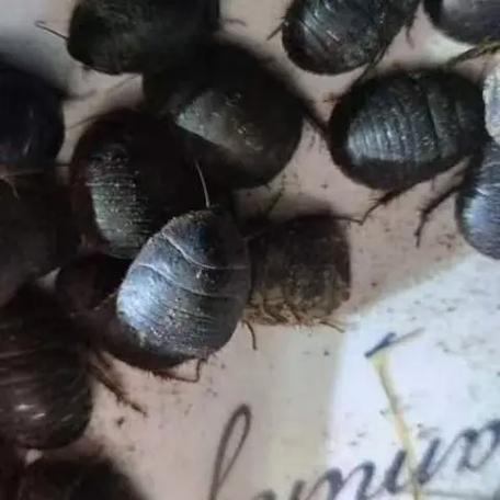 河南的土鳖虫是什么品种-图3