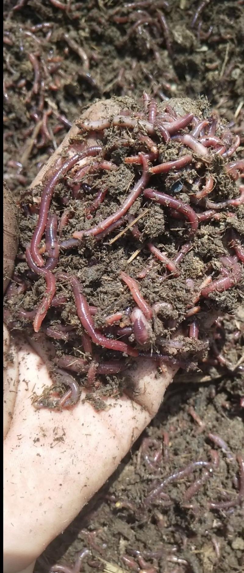 污泥木屑养蚯蚓，安全高效吗？-图3