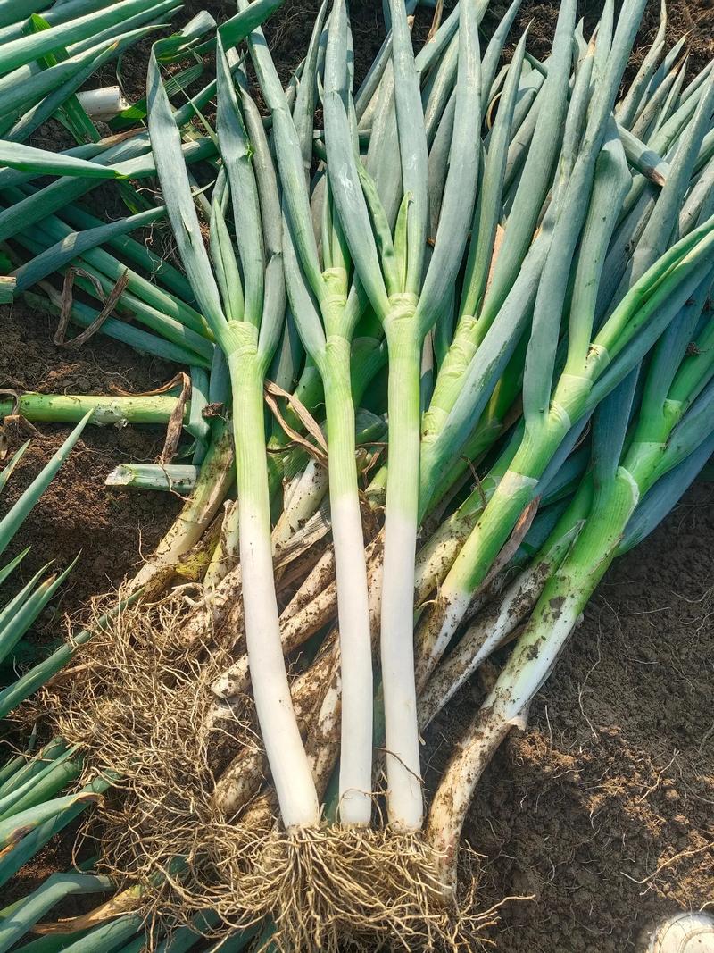 大葱种植技术视频,关键步骤有哪些?-图1 大葱种植技术视频,关键步骤有哪些?-图1