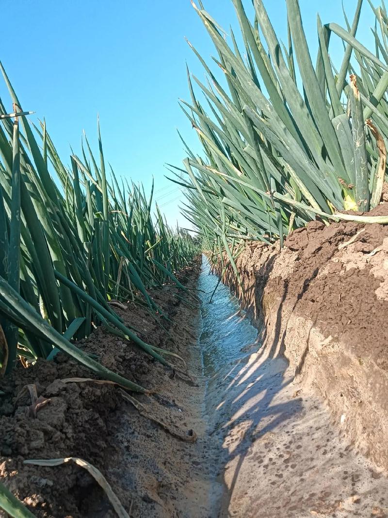 大葱种植技术视频,关键步骤有哪些?-图2 大葱种植技术视频,关键步骤有哪些?-图2