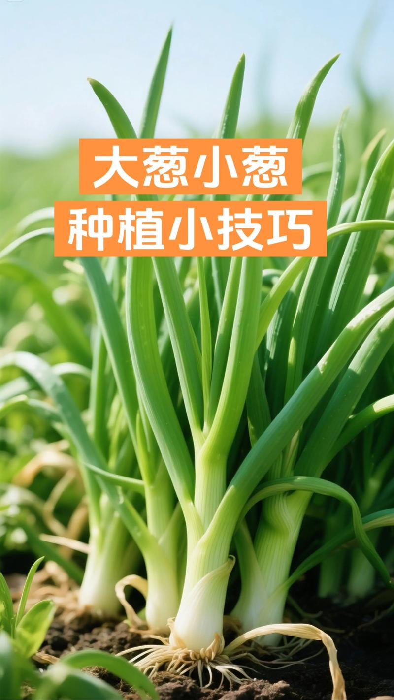 大葱种植技术视频，关键步骤有哪些？-图3