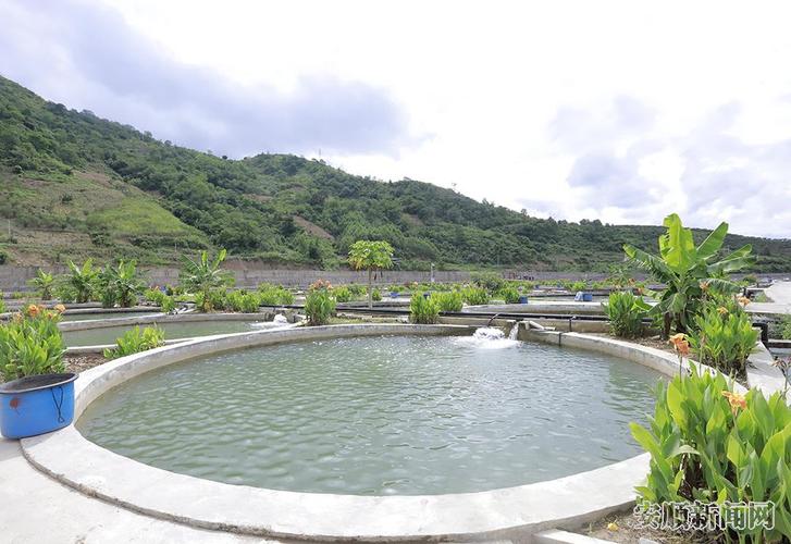 镇宁思源冷水鱼养殖技术有何秘诀？-图1