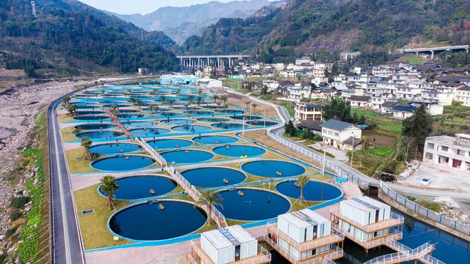 镇宁思源冷水鱼养殖技术有何秘诀？-图3