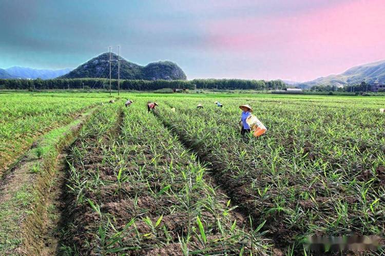 平江园艺村生姜种植技术有何秘诀？-图1