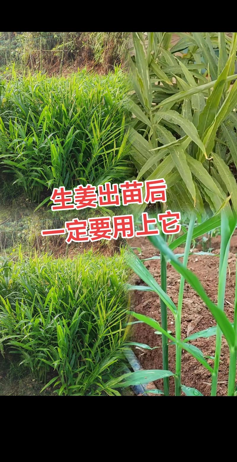 平江园艺村生姜种植技术有何秘诀？-图3