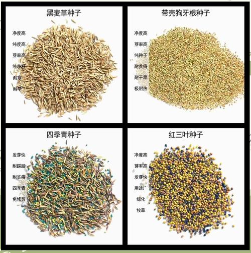 新草品种需经哪些省份审定？-图2