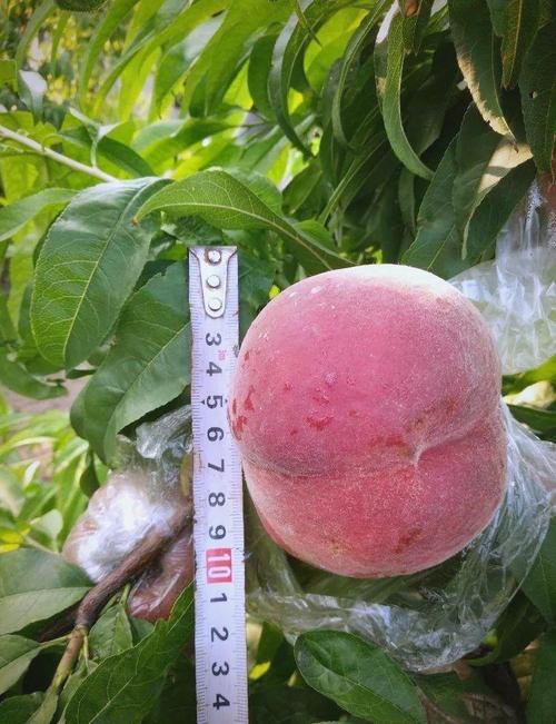 刘光战1号桃树品种有何特点?-图2 刘光战1号桃树品种有何特点?-图2