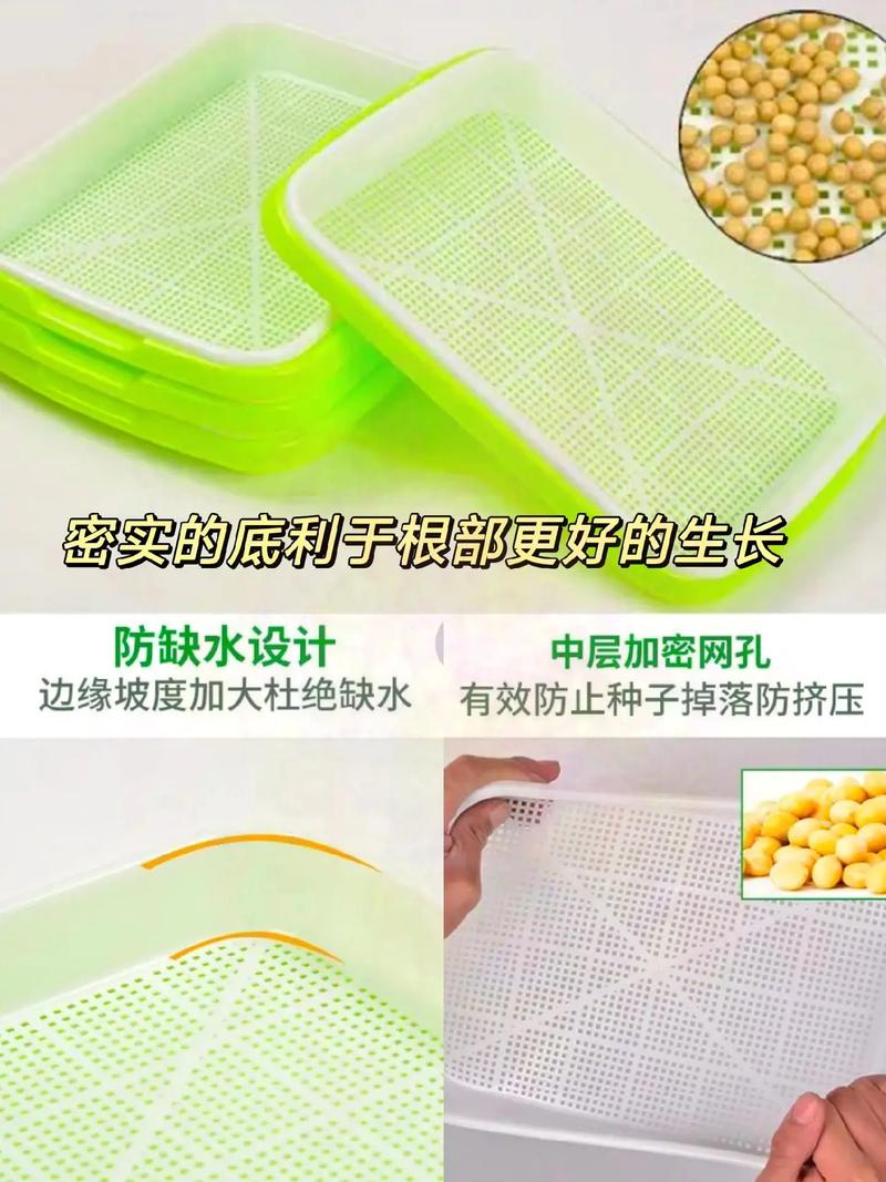 青蒜苗价格多少？种植技术怎么掌握？-图1