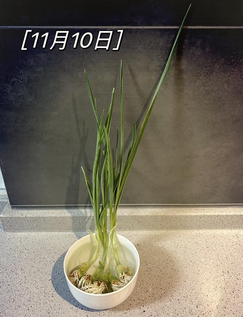 青蒜苗价格多少？种植技术怎么掌握？-图3