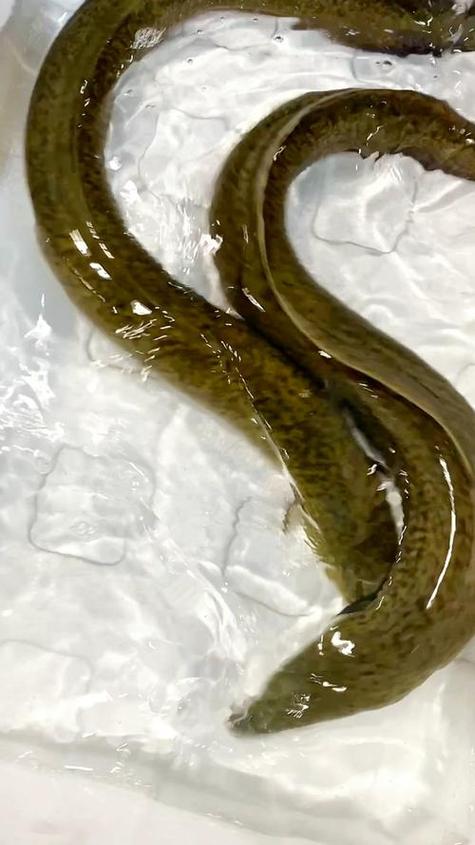 海南淡水鳗鱼养殖技术有哪些关键要点？-图2