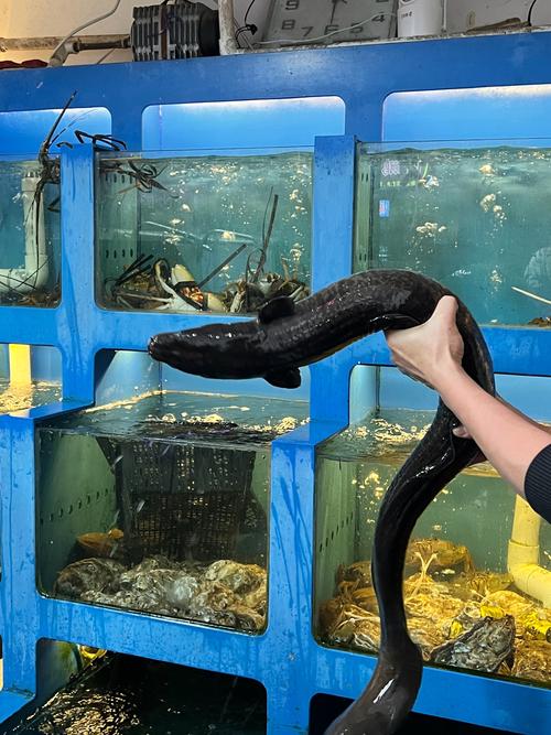 海南淡水鳗鱼养殖技术有哪些关键要点？-图3