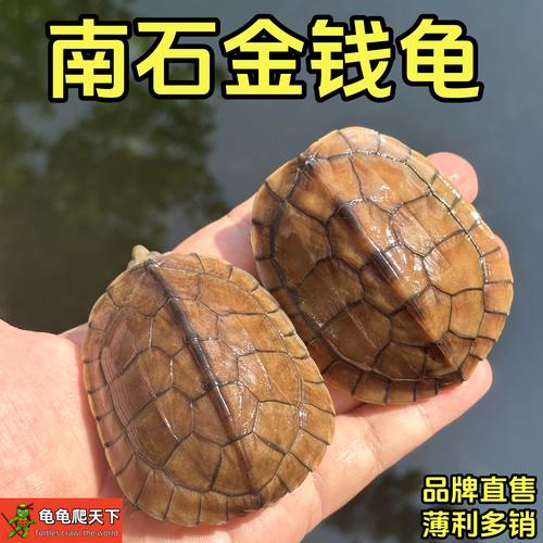 2025年金钱龟幼苗价格会涨还是跌？-图3