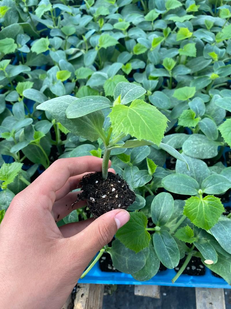 露地春黄瓜育苗技术视频怎么育苗？-图3