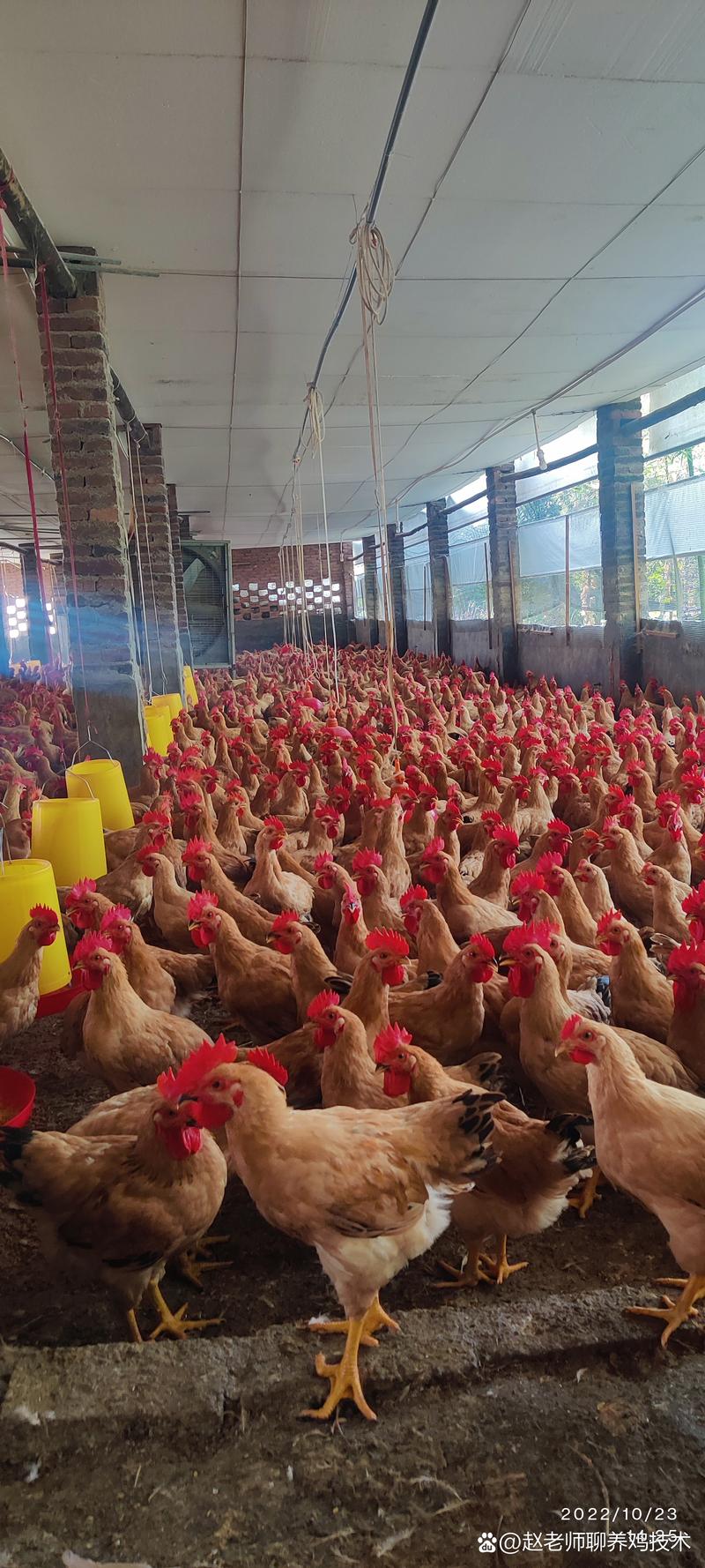 河南种鸡养殖技术哪家好？选对技术关键点是什么？-图3