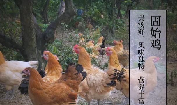 河南种鸡养殖技术哪家好？选对技术关键点是什么？-图1