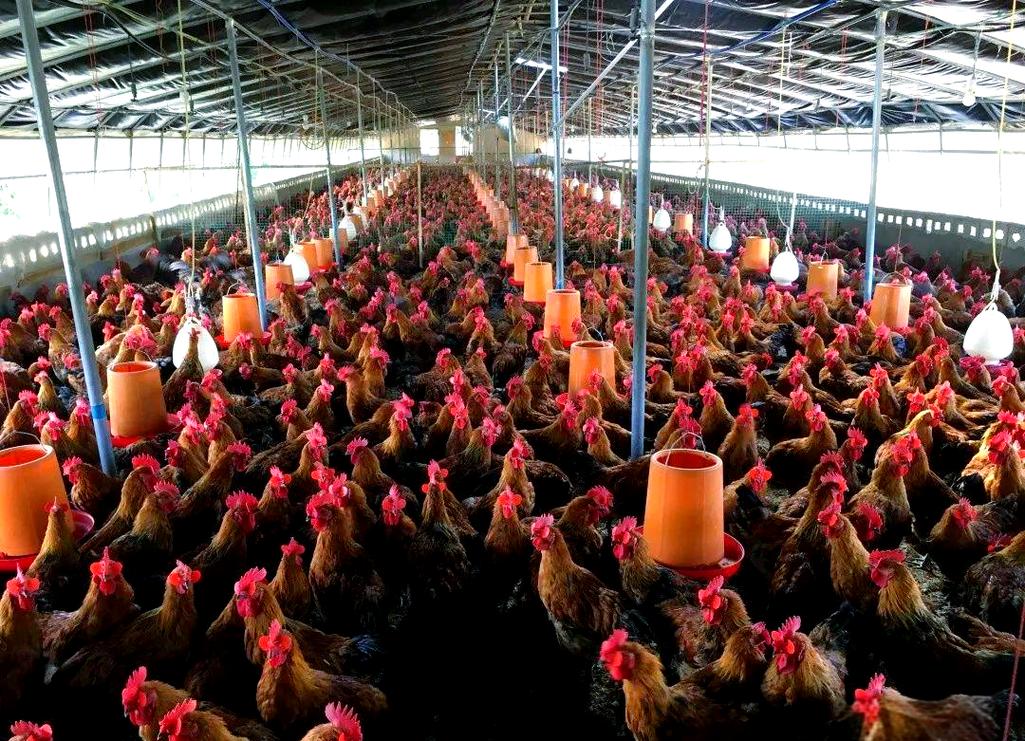 河南种鸡养殖技术哪家好？选对技术关键点是什么？-图2
