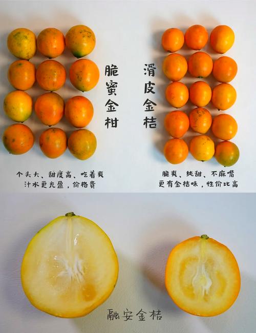 金桔所有品种都能吃吗？-图1