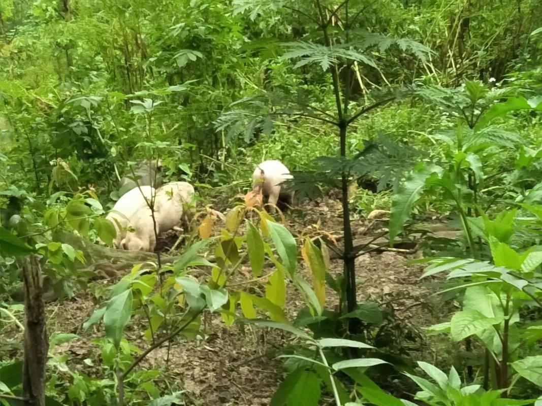 野外散养猪技术视频，关键点有哪些？-图2