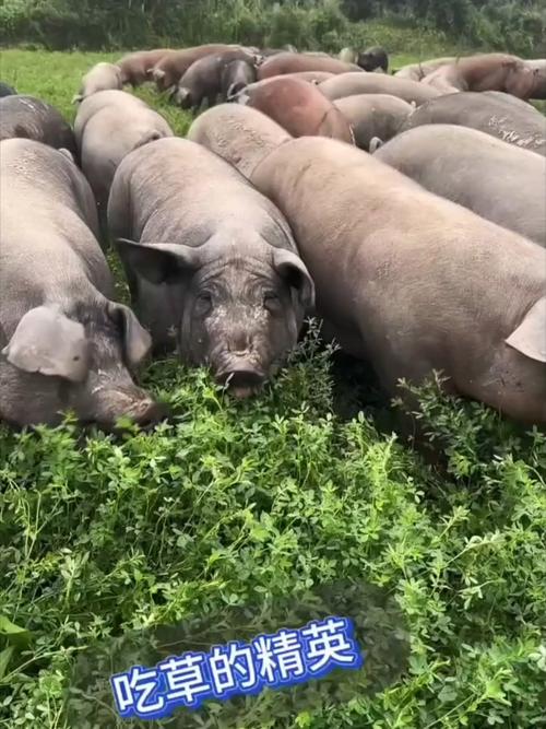 野外散养猪技术视频，关键点有哪些？-图1