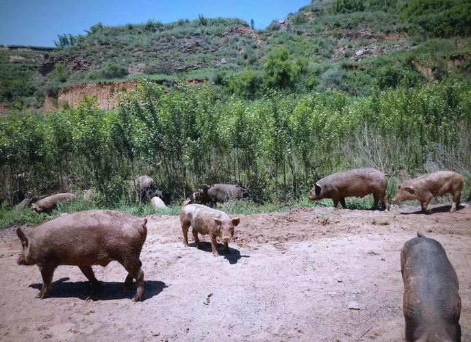 野外散养猪技术视频，关键点有哪些？-图3