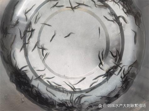 大刺鳅养殖 技术 科技-图1