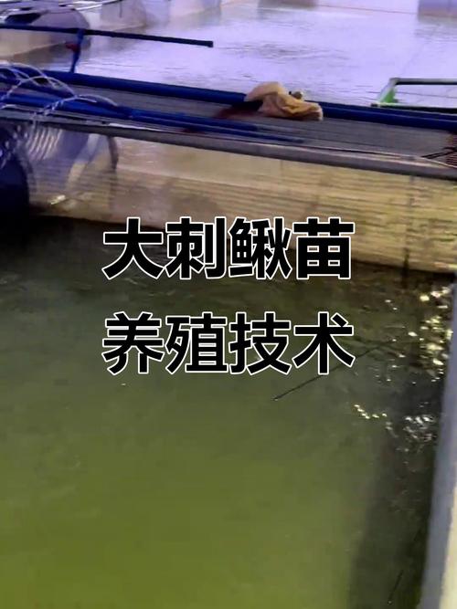 大刺鳅养殖 技术 科技-图3