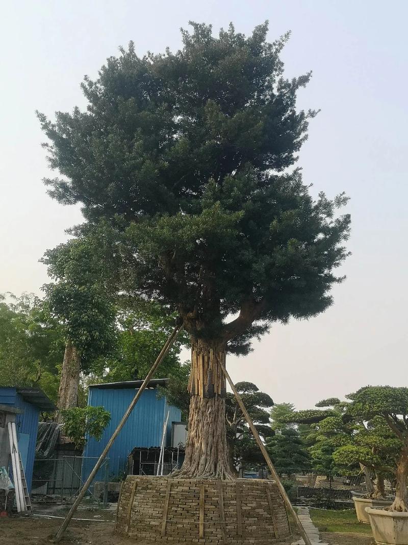 什么品种的罗汉松长得大-图1