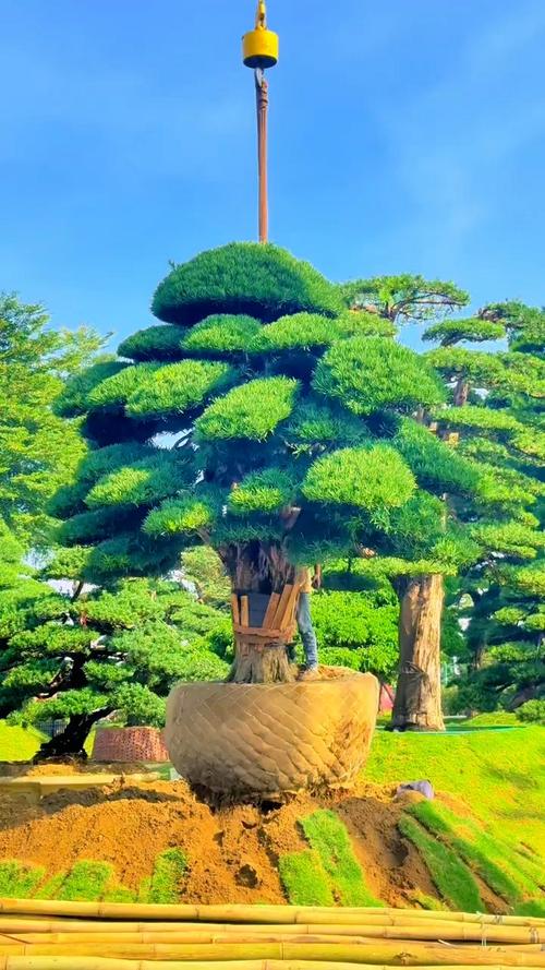 什么品种的罗汉松长得大-图2