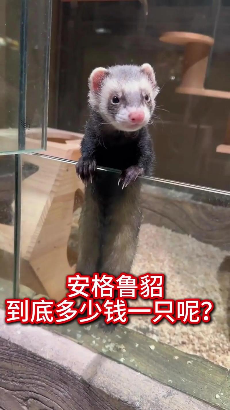 2025年9月水貂价格会涨还是跌?-图3 2025年9月水貂价格会涨还是跌?-图3