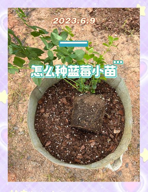 大棚蓝莓种植技术关键点是什么？-图3