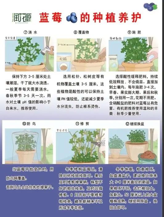 大棚蓝莓种植技术关键点是什么？-图2