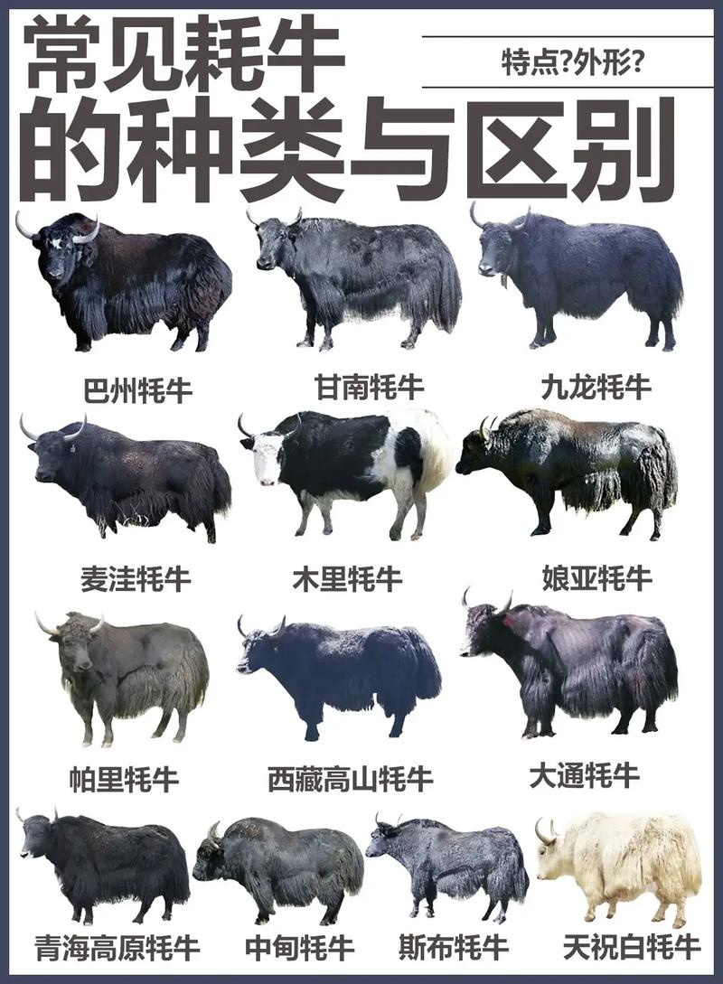 江西牛品种差异具体有哪些？-图3