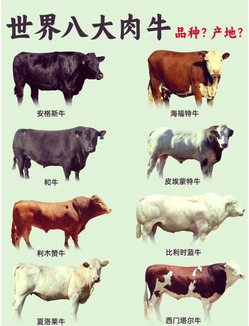江西牛品种差异具体有哪些？-图2